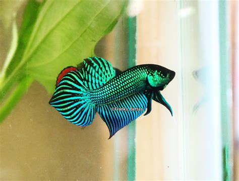 green goblin fish price in philippines